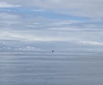 The dark spot is a breaching whale seen by Peligroso. Seas are glassy calm.